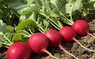 Pepito / Пепіто