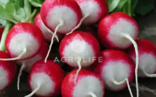 Poloneza / Полонеза