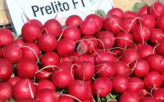 Prelito / Преліто