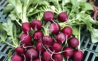 Purpella / Пурпелла