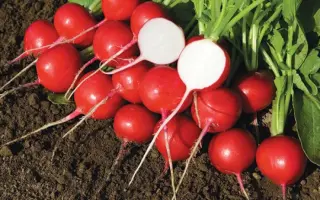 Rover F1 / Ровер F1