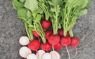 Roxanne / Роксан