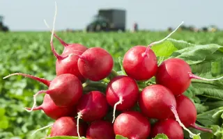 ROCKSTAR / РОКСТАР