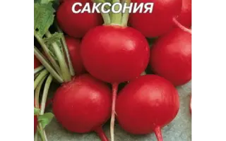 Saxoniya / Саксонія