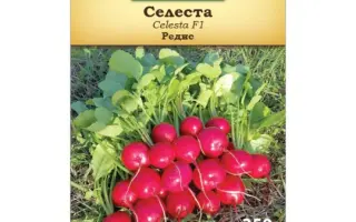 Celesta / Селеста