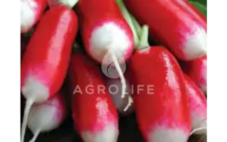 Slovana / Слована