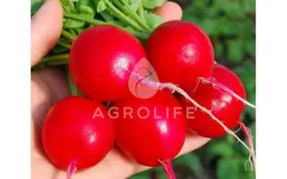 Solaris / Соларіс