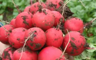 Faraon / Фараон