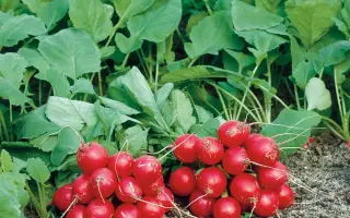 FILIPAR / ФІЛІПАР