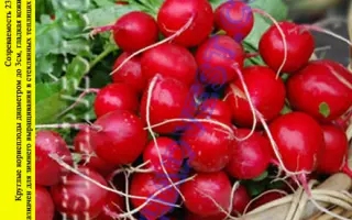 Аnnabel / Аннабель