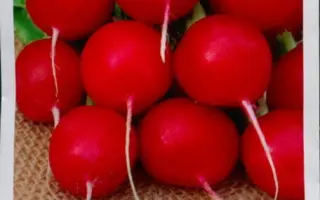 Kaspar F1 / Каспар F1