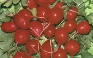 Катруся