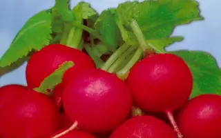 Saxa Nova / Сакса 2 Нова