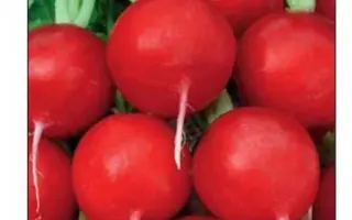 Tarzan / Тарзан