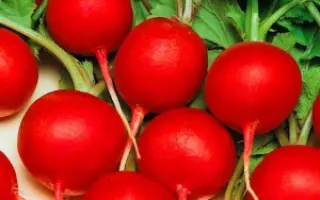 Fortuna F1 / Фортуна F1