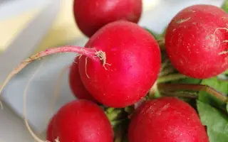 Helena / Хелена