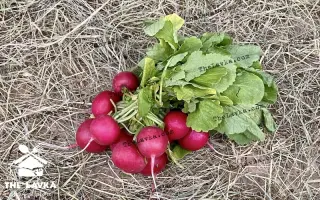 Черкасская тепличная / Черкаська теплична