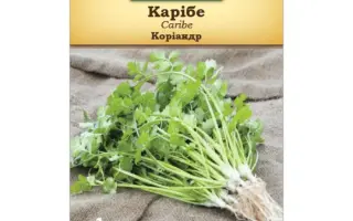 Caribe / Карібе