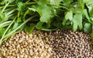 Кировоградский / Кіровоградський