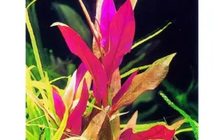 Altiva / Алтіва