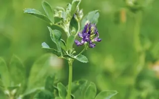 La Rocca / Ла Рокка