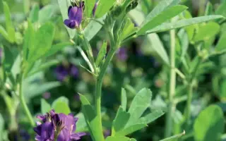 LUZELLE / ЛЮЗЕЛЛЬ