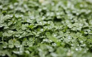 MADALINA / МАДАЛІНА