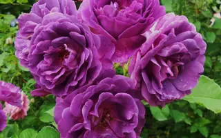 Minerva / Мінерва