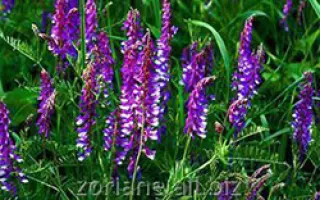 Надежда / Надєжда