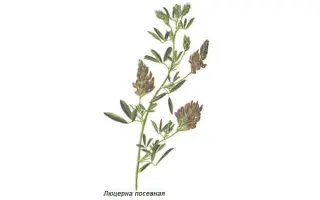 Персія Носівська