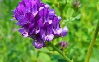 Planet / Планет