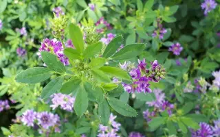 Rachel / Рахель