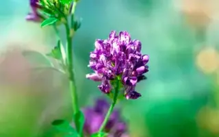 FRAVER / ФРАВЕР