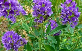 Винничанка / Вінничанка