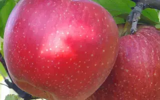 Айдоред / Айдаред