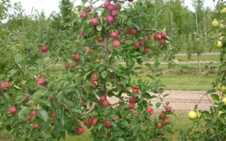 ALLEGRO / АЛЛЕГРО