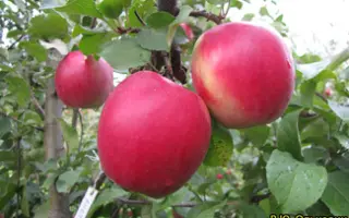 ANABP 01 / АНАБП 01