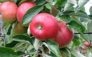 Bellida / Белліда