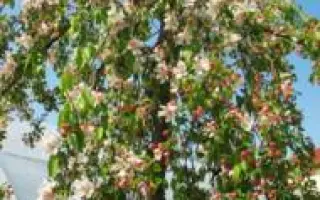 Видубицька