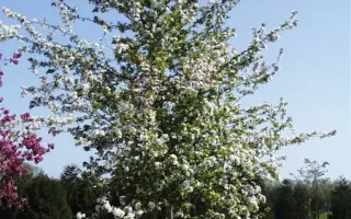 Вінтер Голд