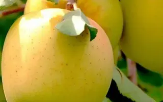 Golden Delicious / Голден Делішес