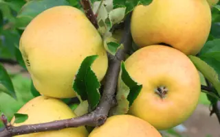 Golden Delicious Clon B / Голден Делішес клон Б