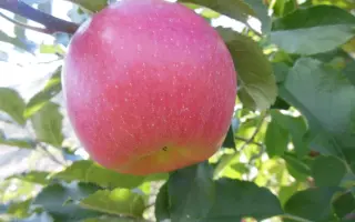 Gradisca / Градіска