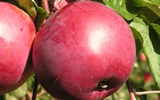 Дарунок Валерії