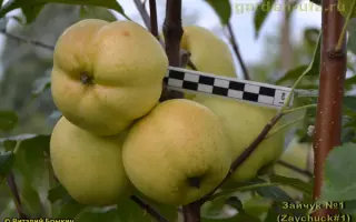 ZOUK 17 / ЗАУК 17