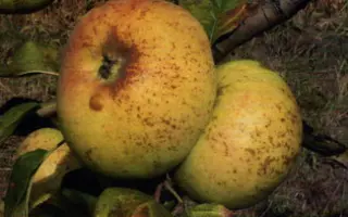 Зимова Вітамінка