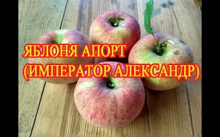 Ipador / Іпадор