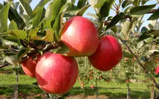 Kizuri / Кізурі