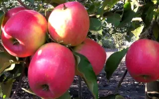 MAJESTY / МАДЖЕСТІ