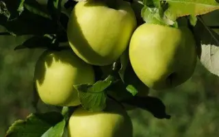 Nicogreen / Нікогрін